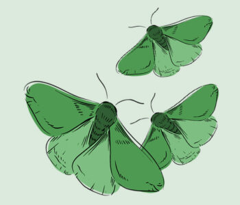 trois papillons de nuit