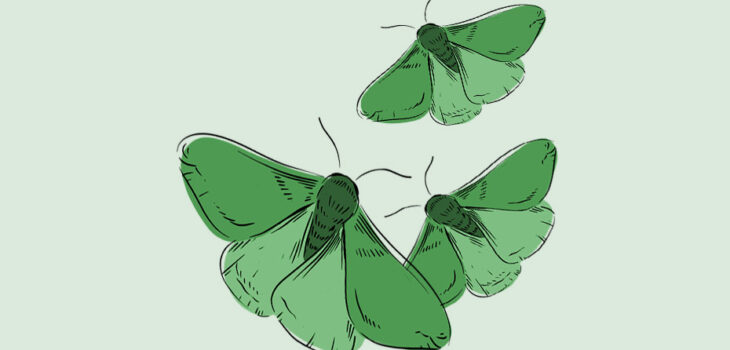 trois papillons de nuit