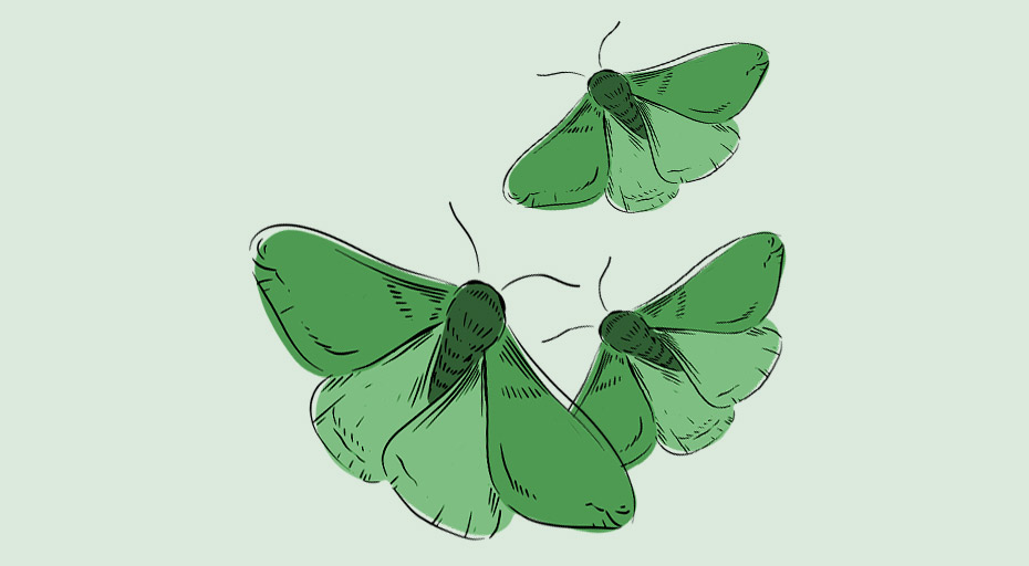 trois papillons de nuit