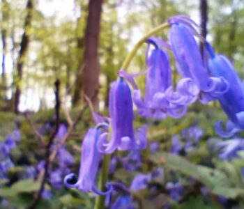 Jacinthe dans Le bois du Tournibus