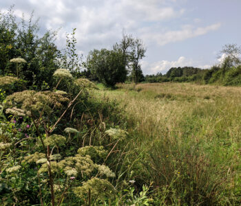 Vue d'une prairie et d'une haie à Biron