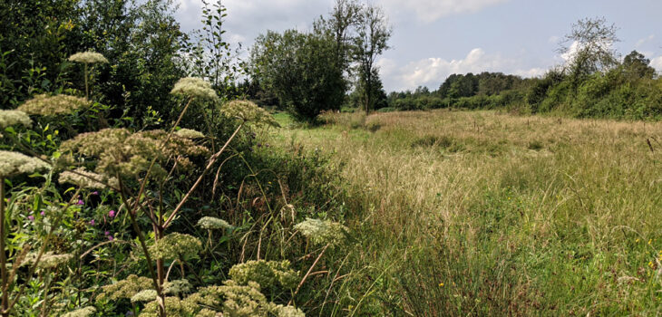 Vue d'une prairie et d'une haie à Biron