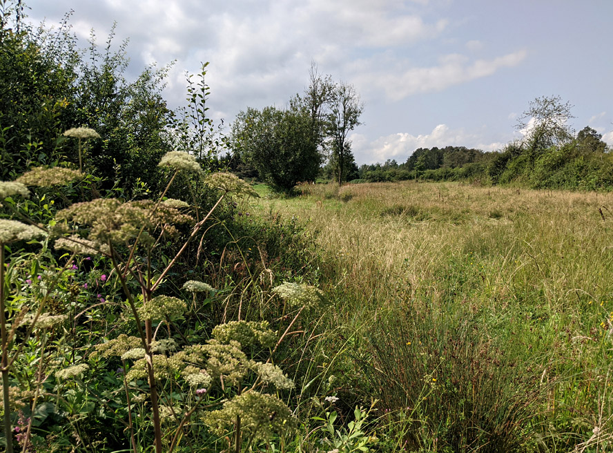 Vue d'une prairie et d'une haie à Biron