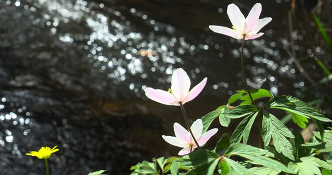Anémones sur la rive d'une rivière